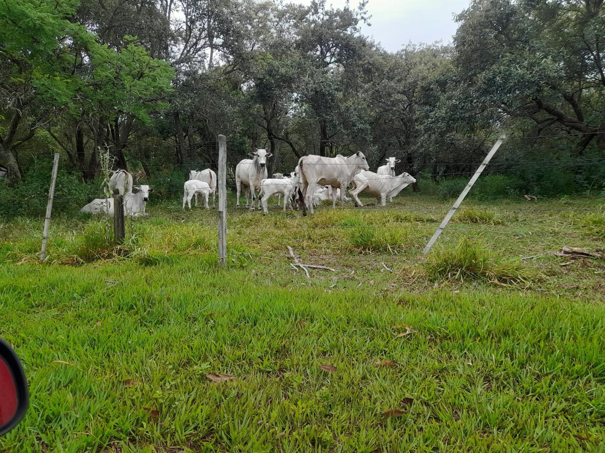 Hotel Fazenda Recanto Do Monte Alegre Piraju Extérieur photo